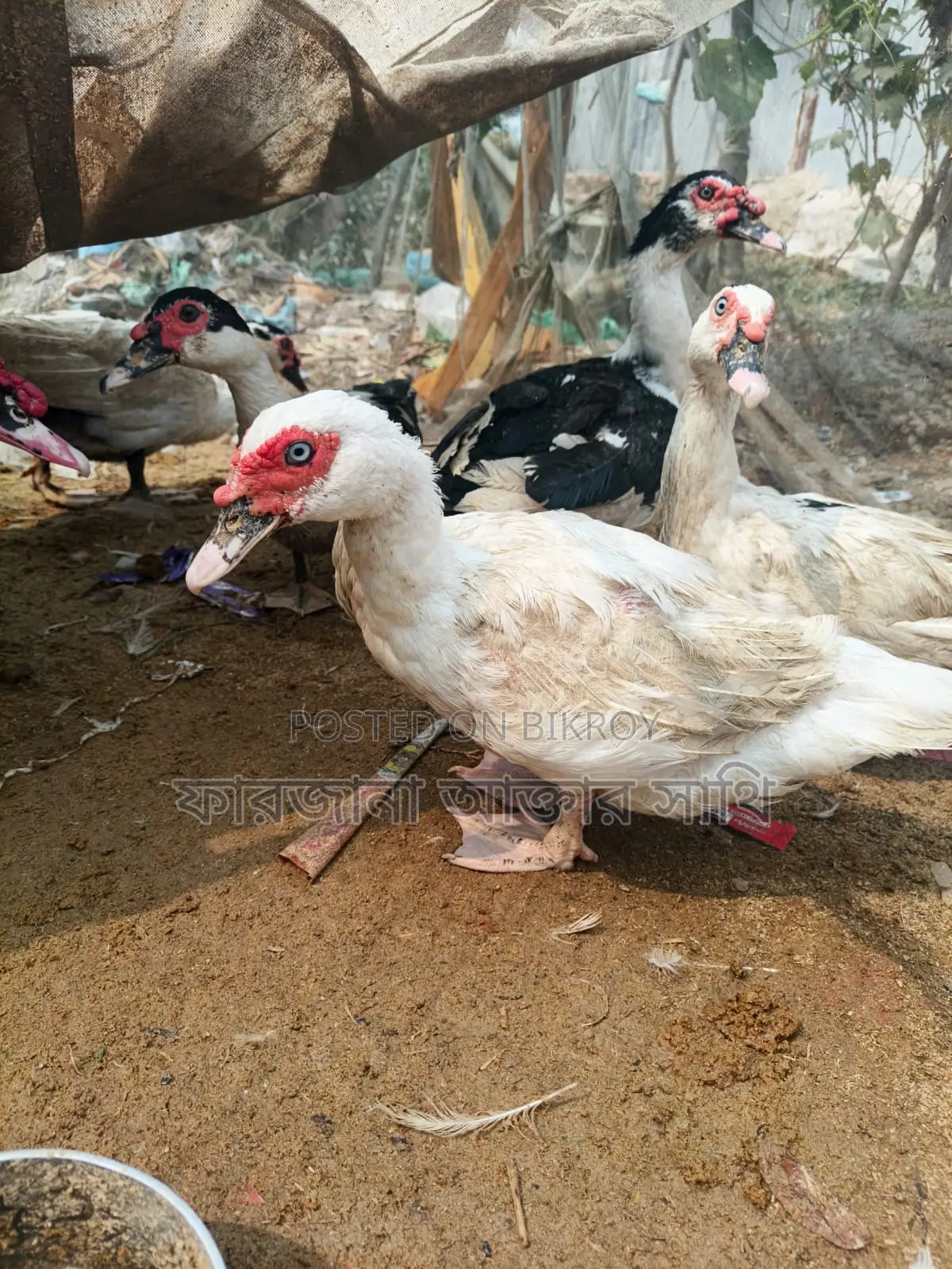 Chinese Duck