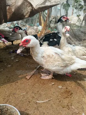 Chinese Duck