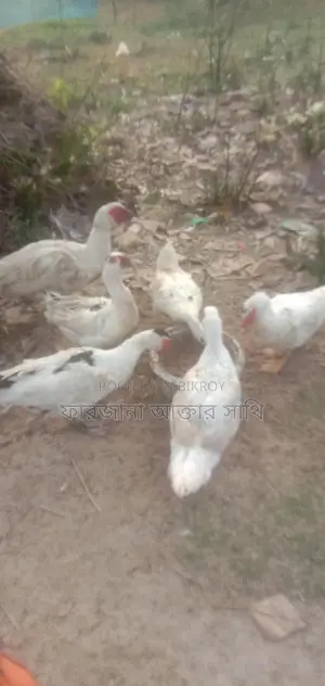 Chinese Duck