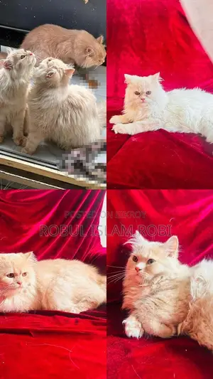পারশিয়ান বিড়াল