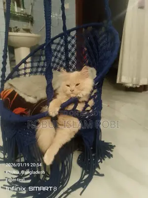পারশিয়ান বিড়াল