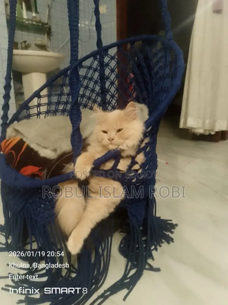 পারশিয়ান বিড়াল