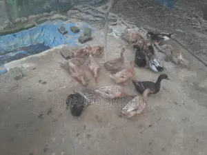 দেশি হাঁস