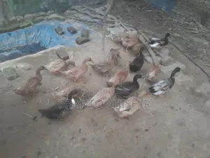 দেশি হাঁস