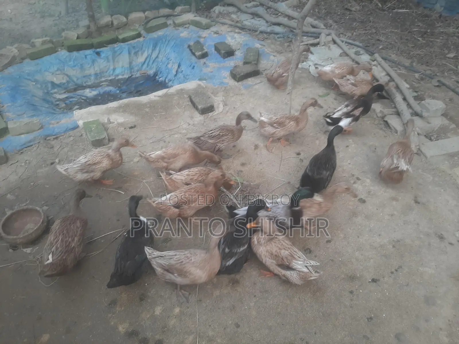 দেশি হাঁস