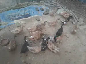 দেশি হাঁস