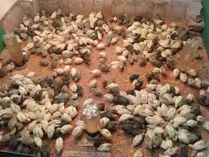 কোয়েল পাখি