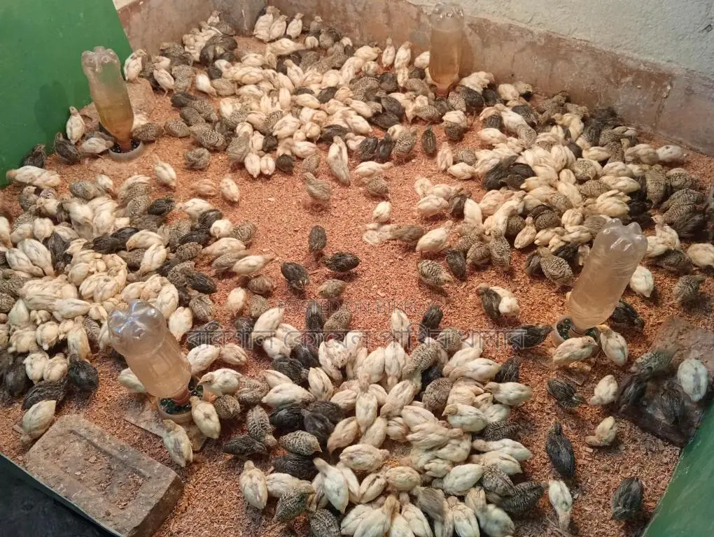 কোয়েল পাখি