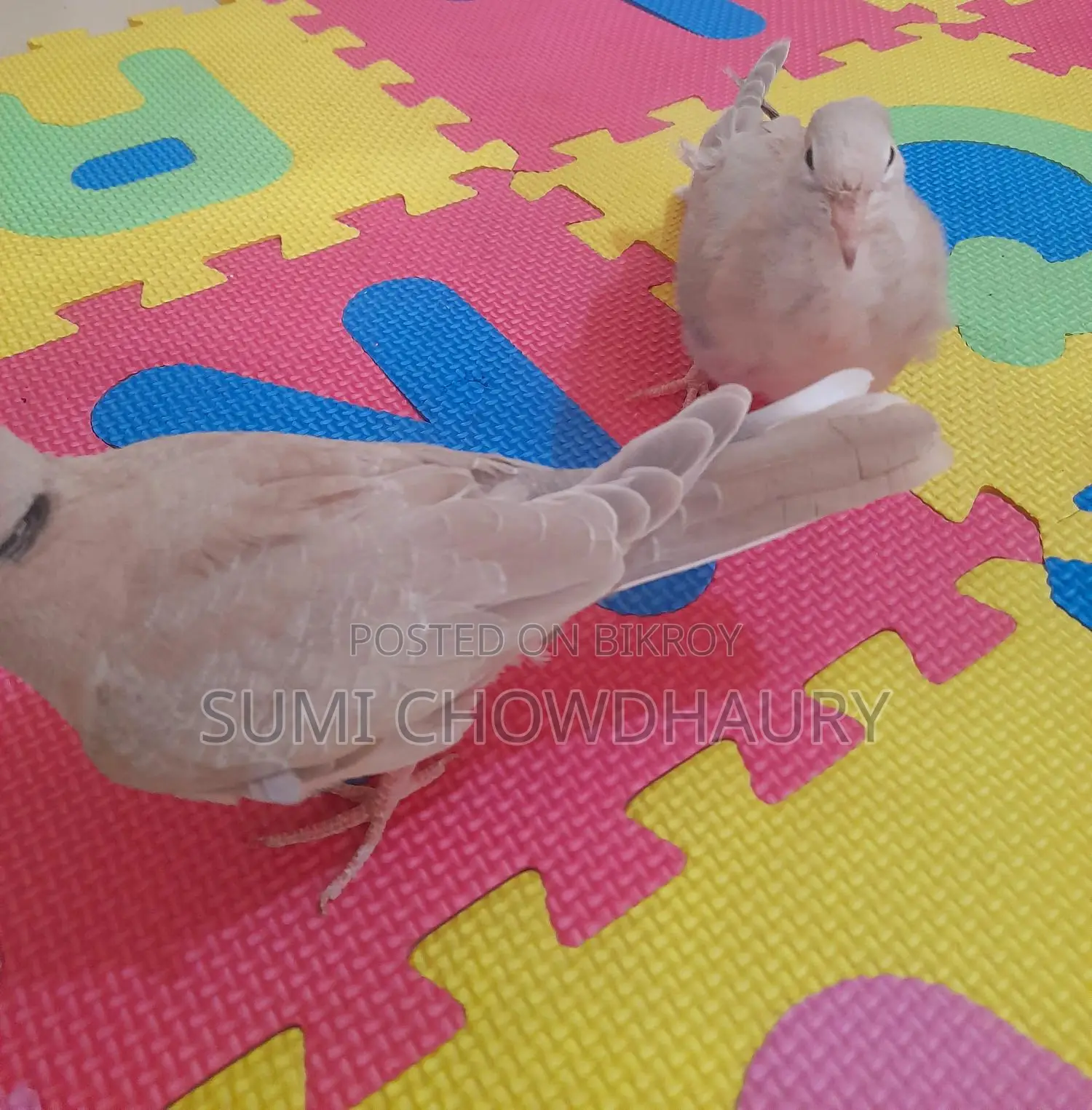 অস্ট্রেলিয়ান ঘুঘু