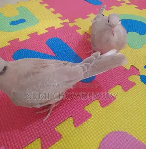 অস্ট্রেলিয়ান ঘুঘু
