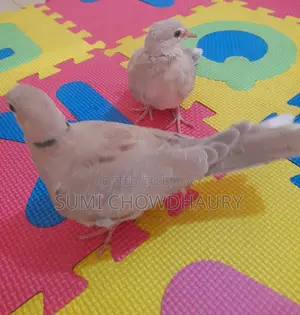 অস্ট্রেলিয়ান ঘুঘু