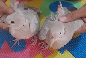 অস্ট্রেলিয়ান ঘুঘু