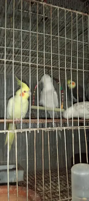 Cockatiel Bird