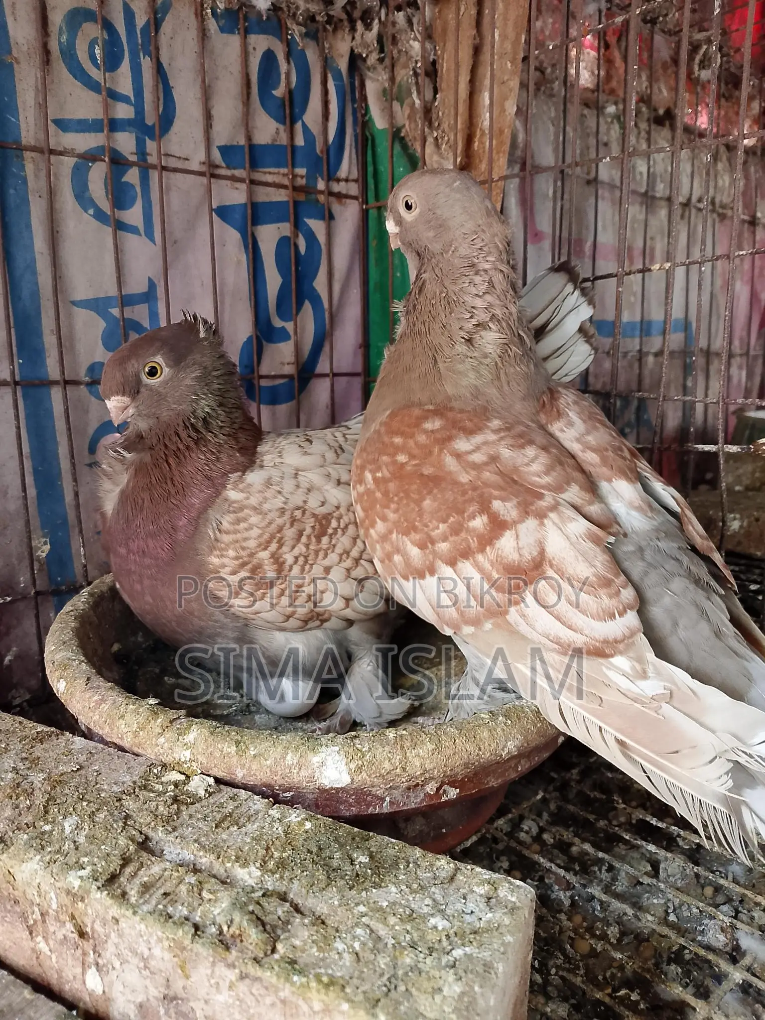Oriental Pigeon