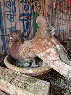Oriental Pigeon
