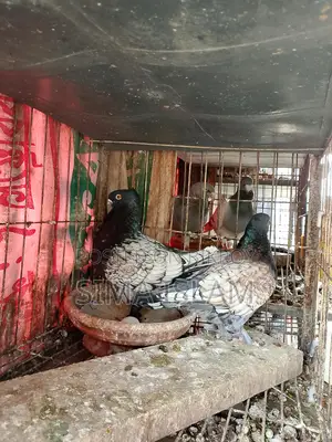 Oriental Pigeon
