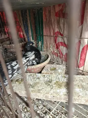Oriental Pigeon