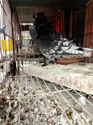Oriental Pigeon