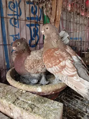 Oriental Pigeon