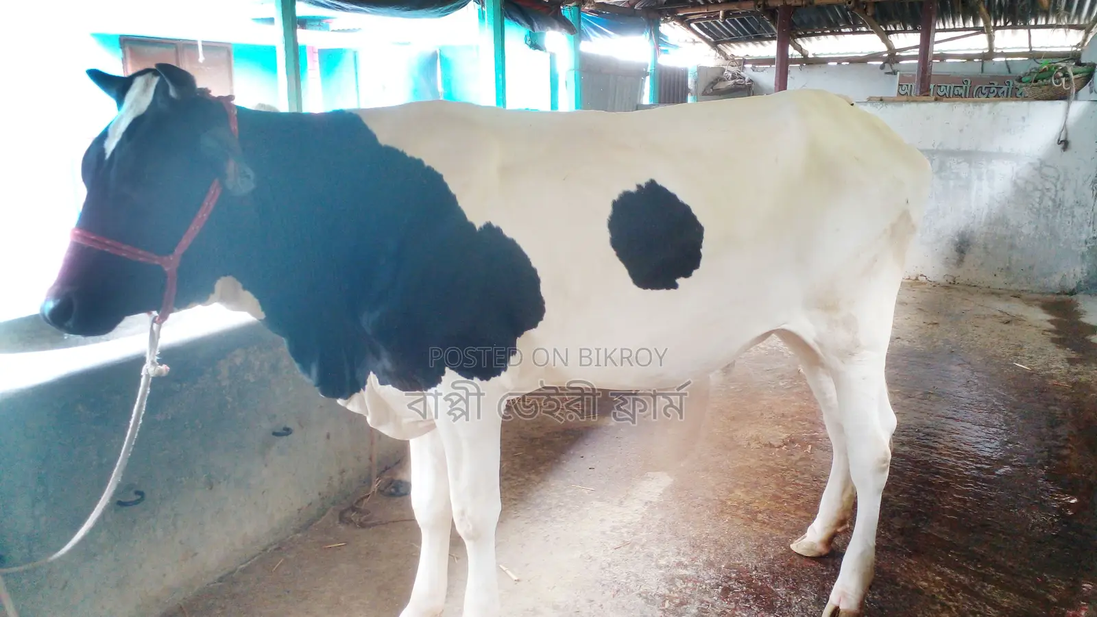 ১০৪১নং রেডি বকনা পোষার জন্য কিনুন ।