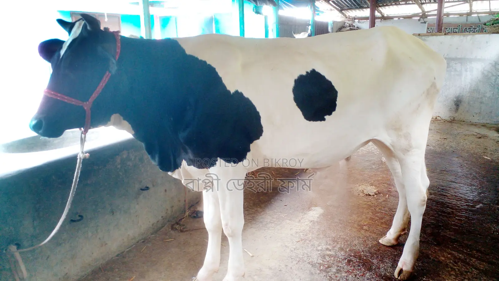 ১০৪১নং রেডি বকনা পোষার জন্য কিনুন ।