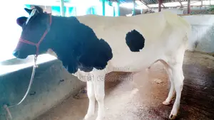 ১০৪১নং রেডি বকনা পোষার জন্য কিনুন ।