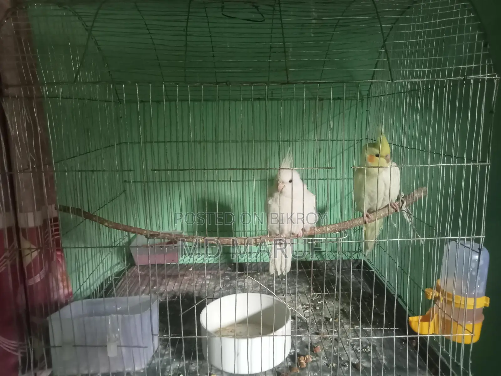 Cockatiel