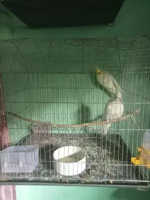 Cockatiel