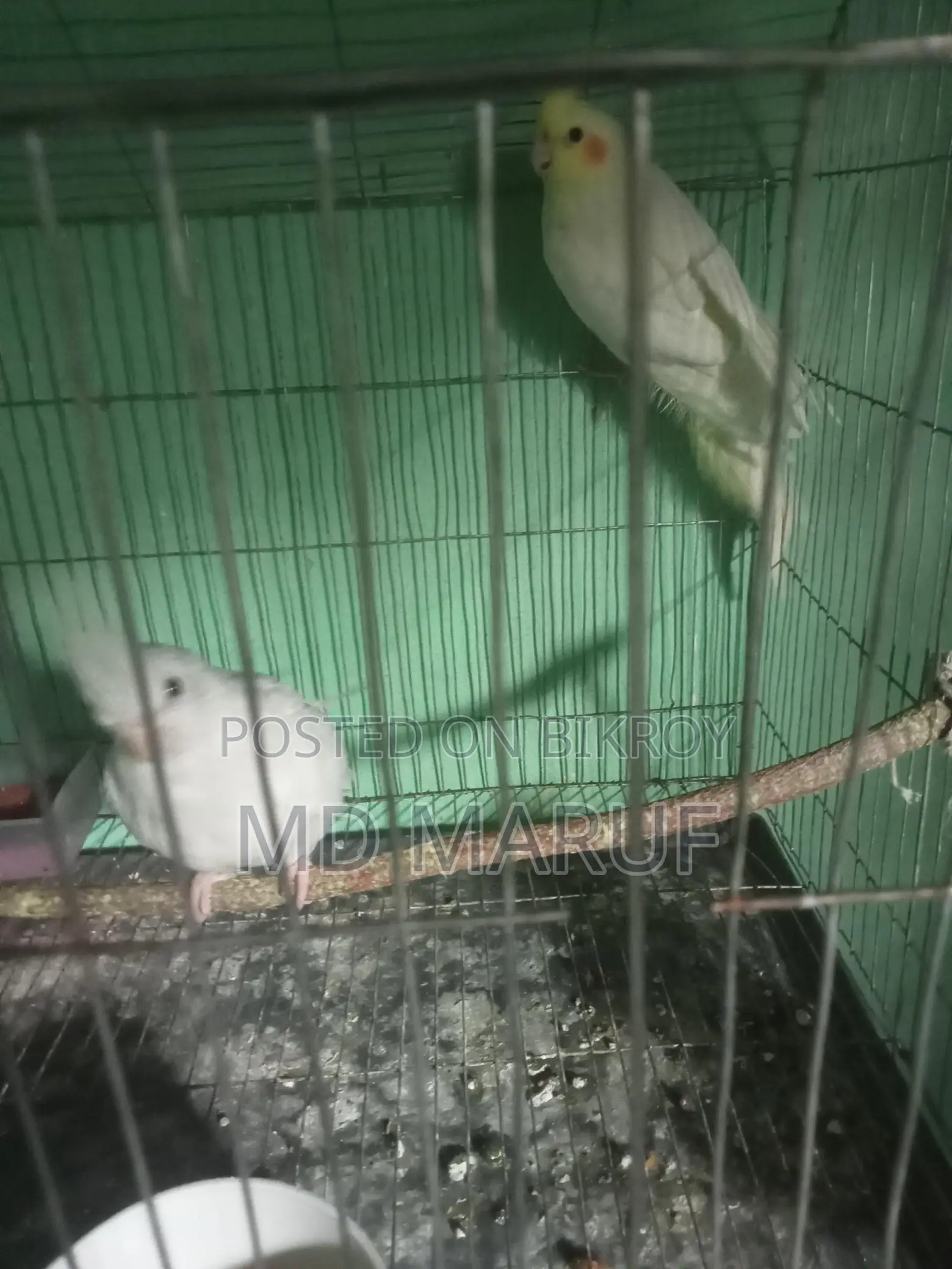 Cockatiel