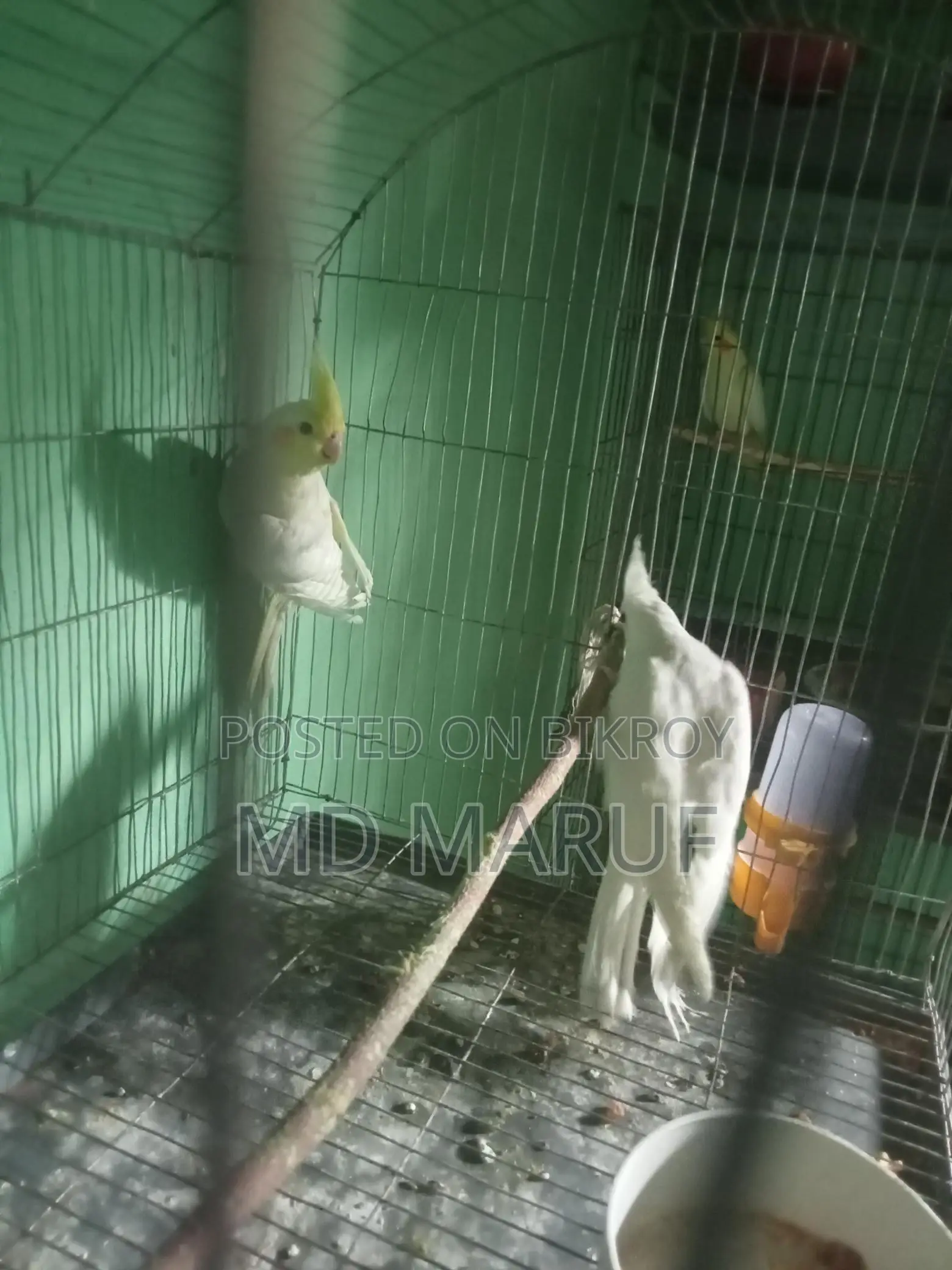 Cockatiel