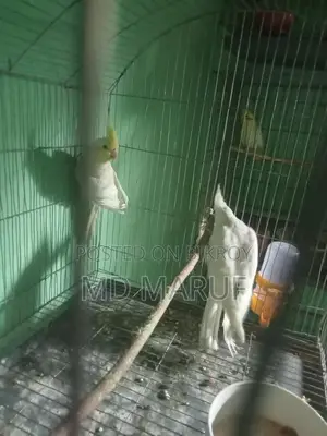 Cockatiel