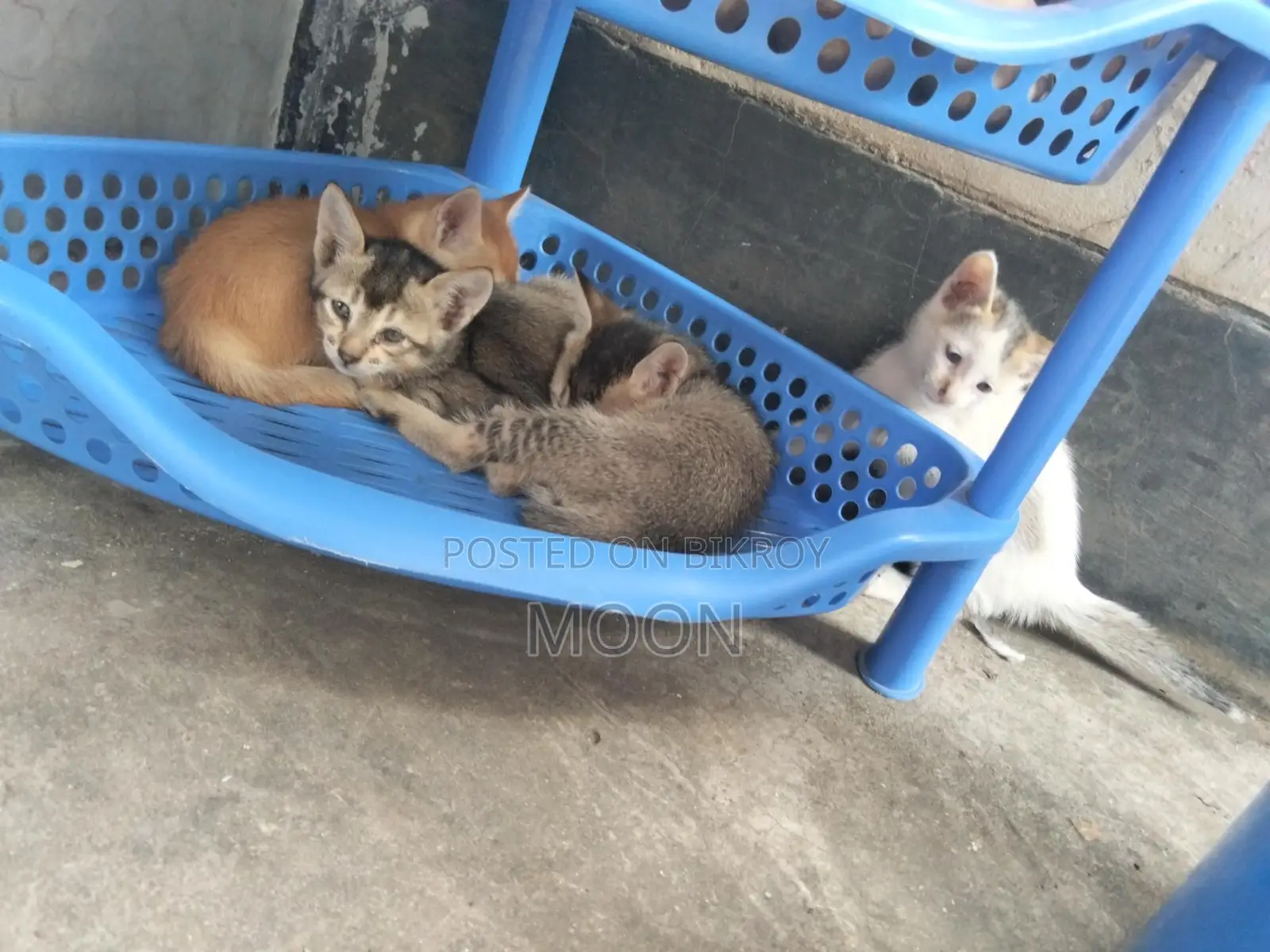 Desi Cat
