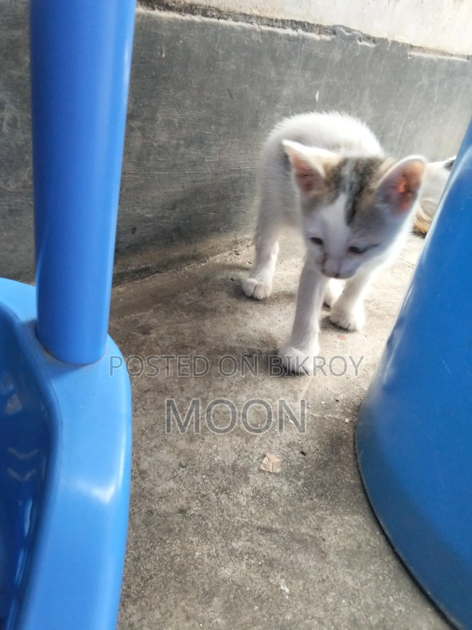 Desi Cat