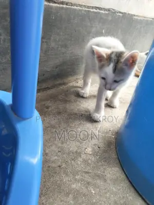 Desi Cat