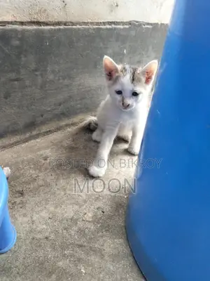 Desi Cat