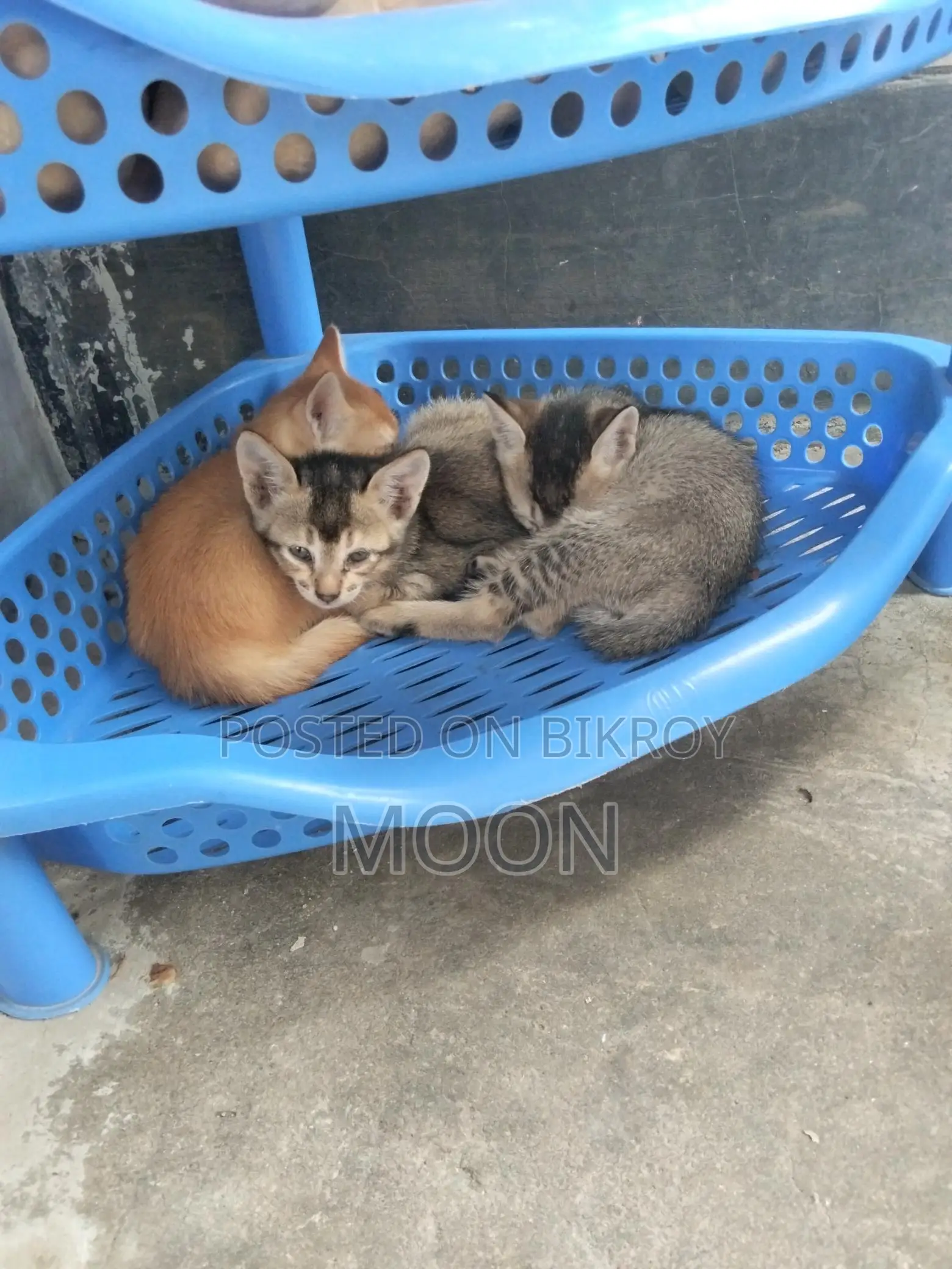 Desi Cat