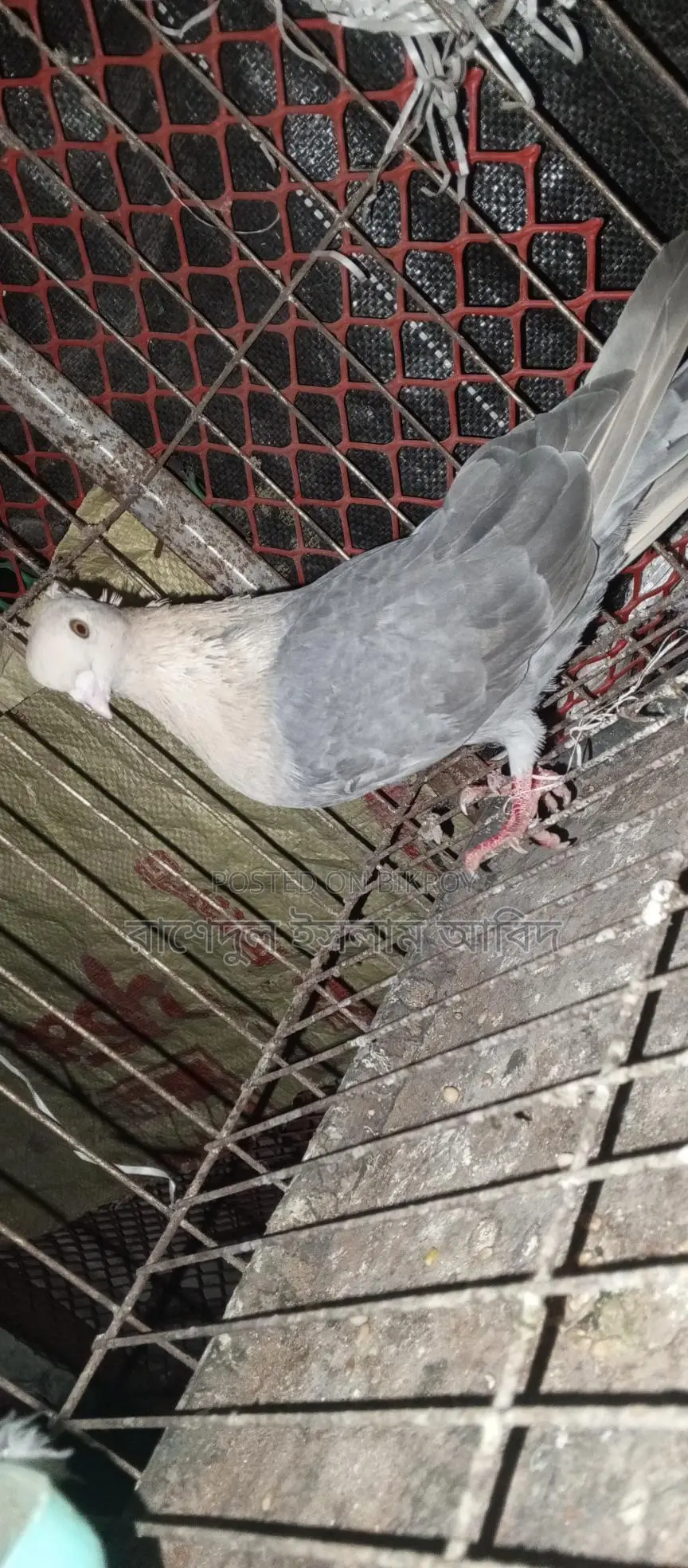 Suya Chondon Not Running