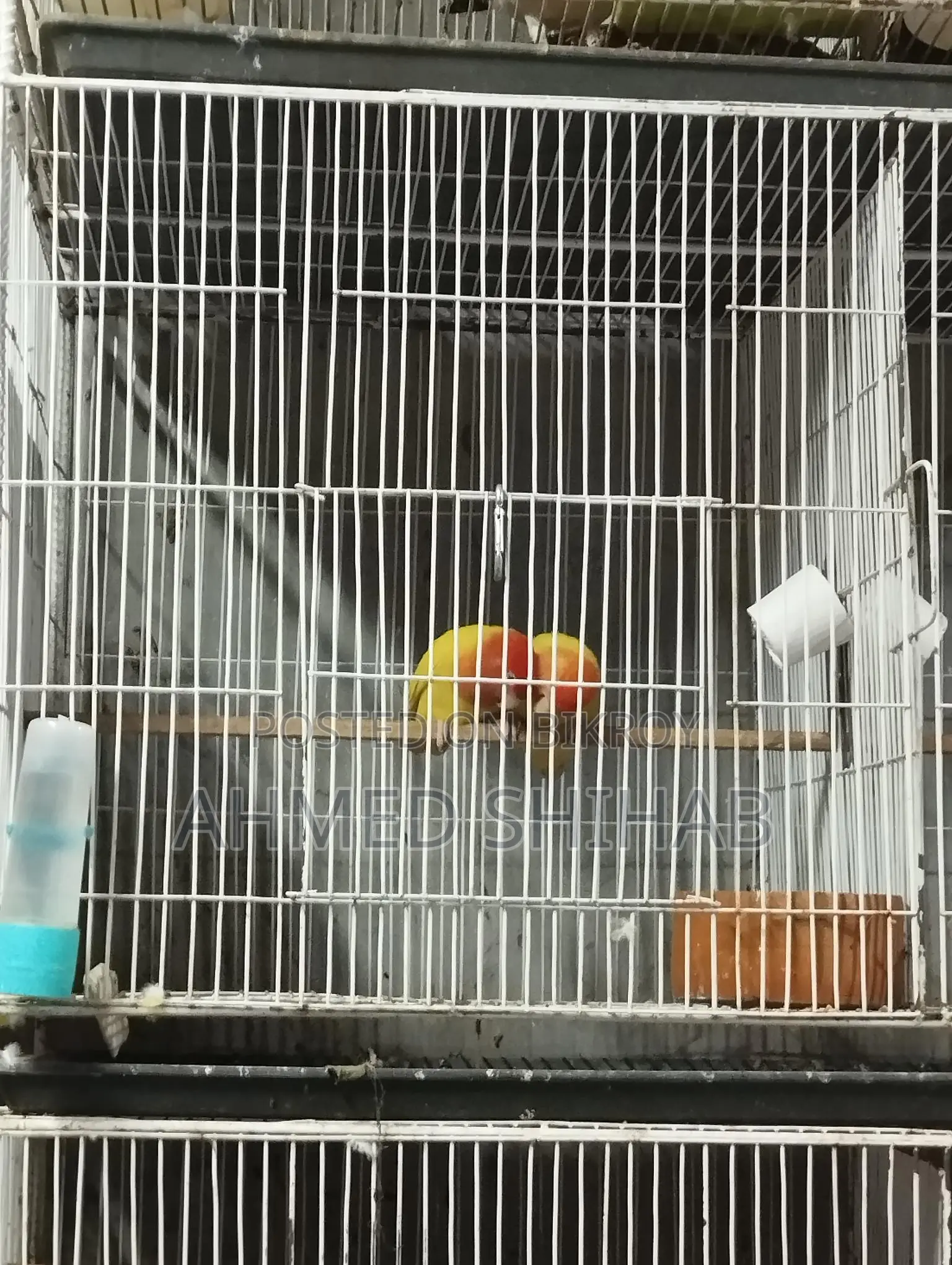 A pair of running Lutino Red Head Offline Lovebirds for sale.