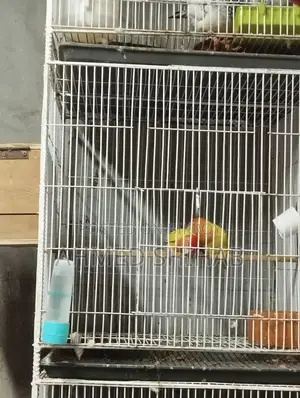 A pair of running Lutino Red Head Offline Lovebirds for sale.