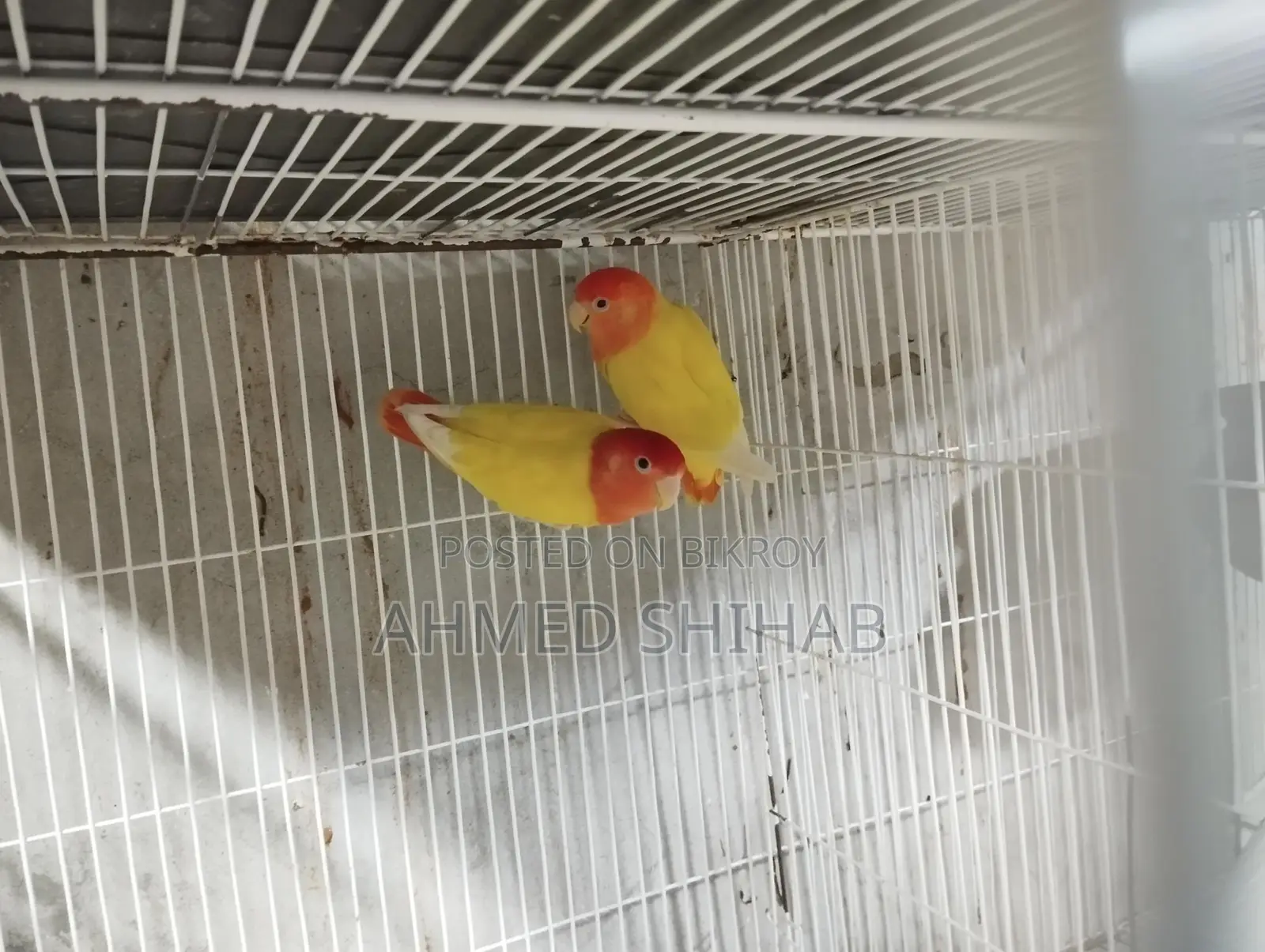 A pair of running Lutino Red Head Offline Lovebirds for sale.