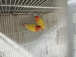 A pair of running Lutino Red Head Offline Lovebirds for sale.
