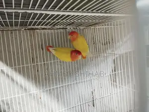 A pair of running Lutino Red Head Offline Lovebirds for sale.
