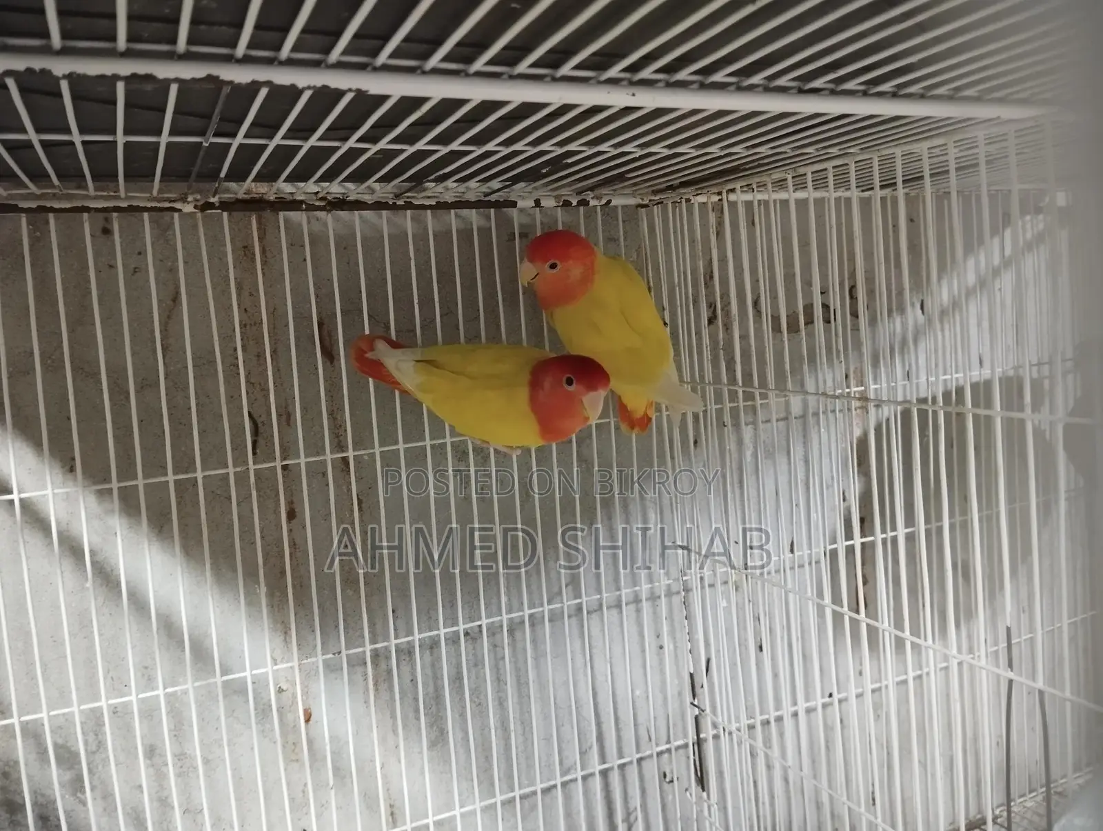 A pair of running Lutino Red Head Offline Lovebirds for sale.