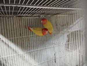 A pair of running Lutino Red Head Offline Lovebirds for sale.
