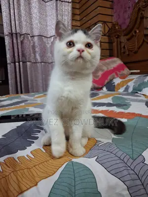Persian Cat, Male