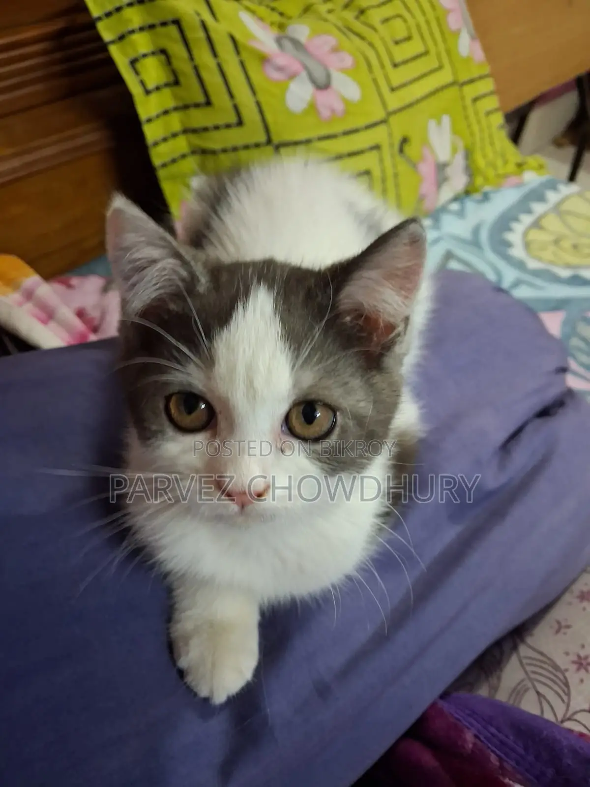 Persian Cat, Male
