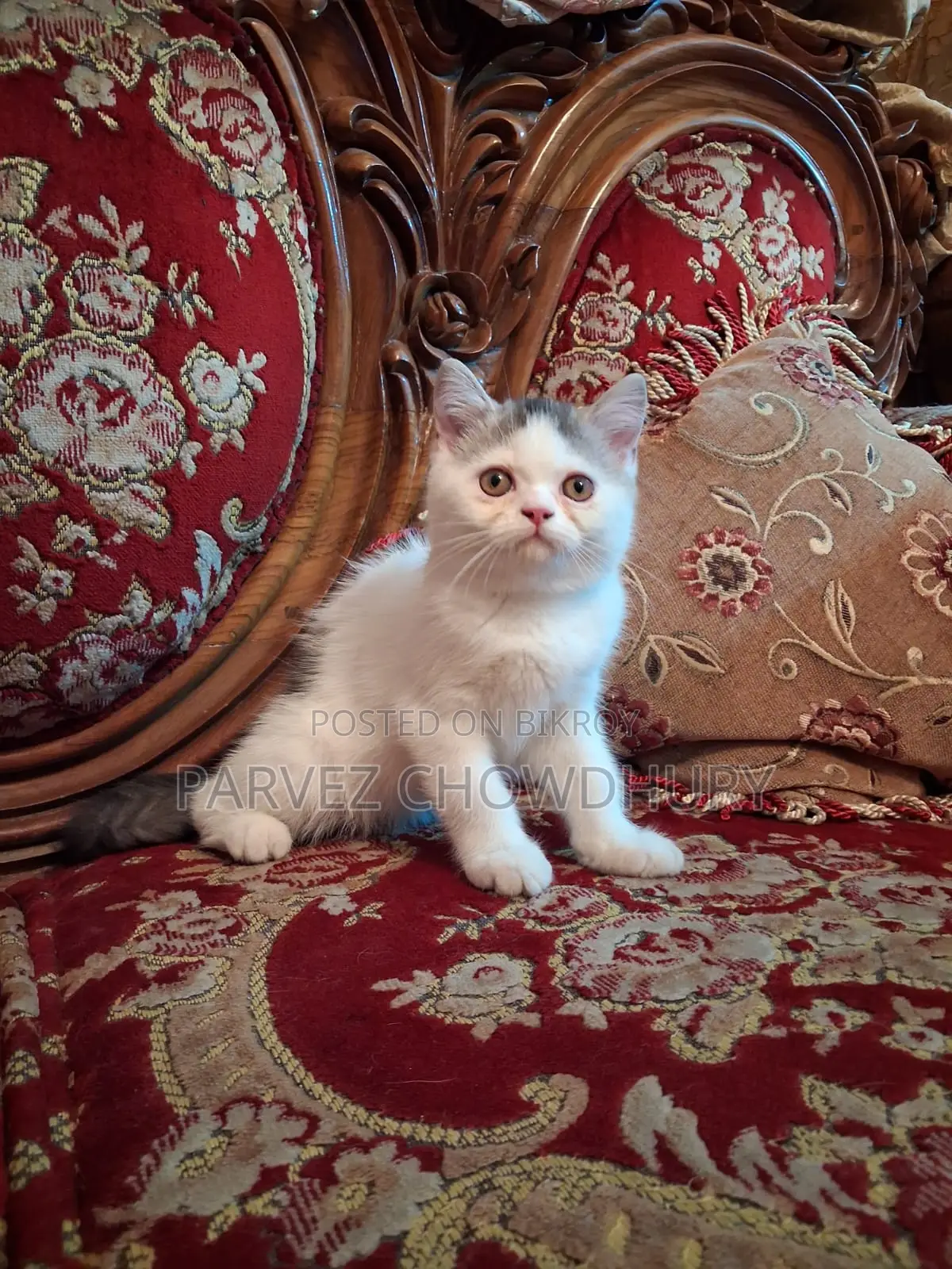 Persian Cat, Male