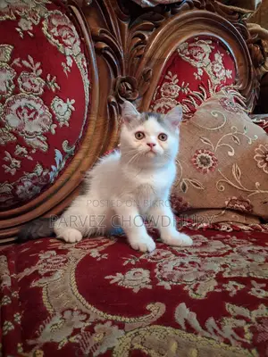 Persian Cat, Male