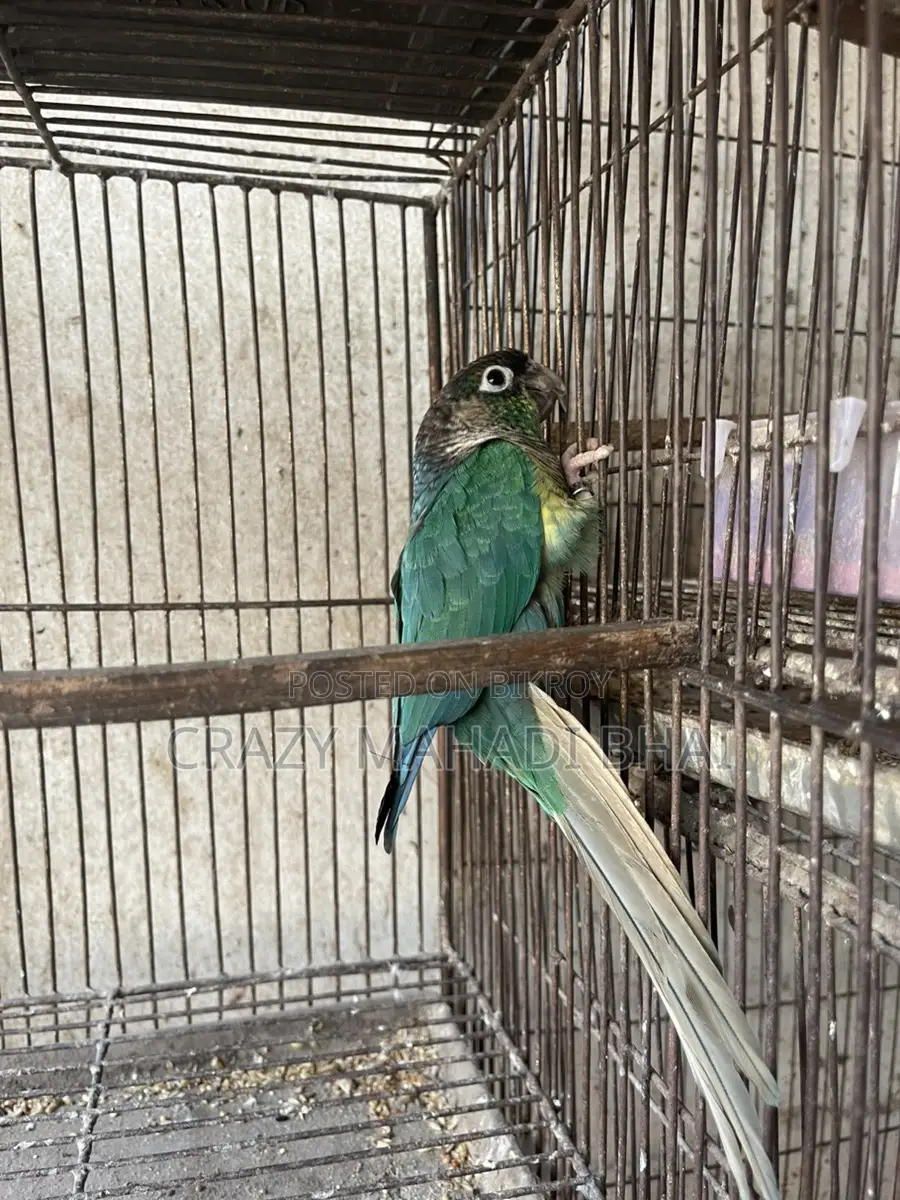 Green Chick Connor