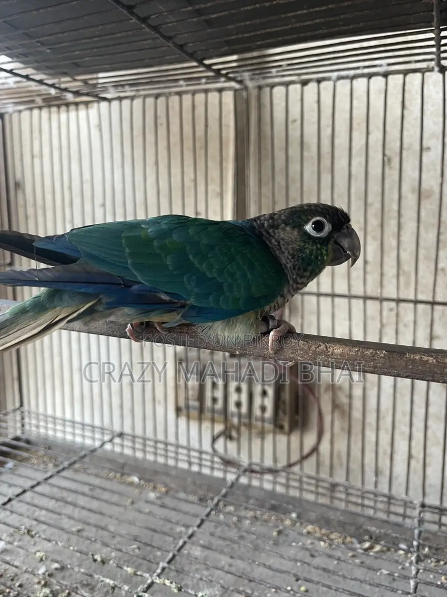 Green Chick Connor